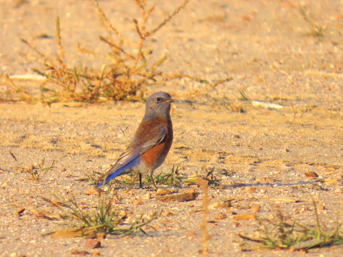 Western Bluebird - ML624687460