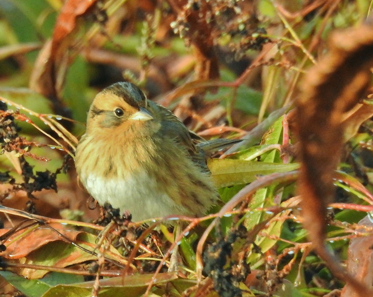 Nelson's Sparrow - Kent Miller