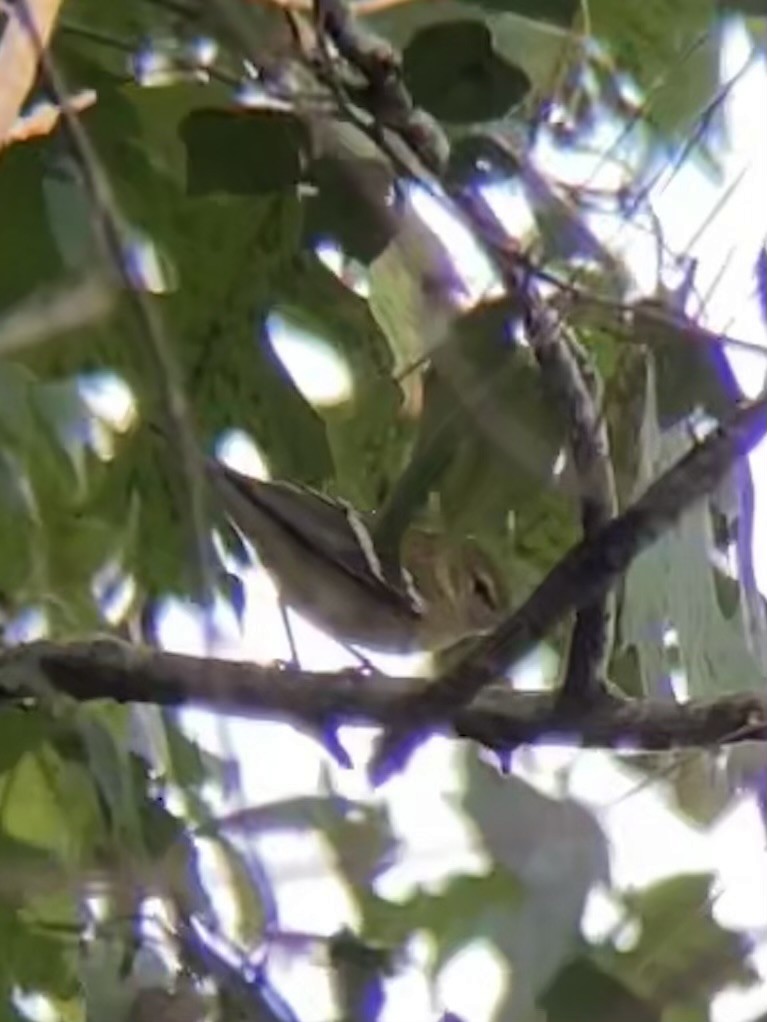 Bay-breasted Warbler - ML624687890