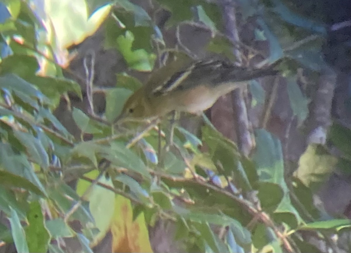 Bay-breasted Warbler - ML624687891