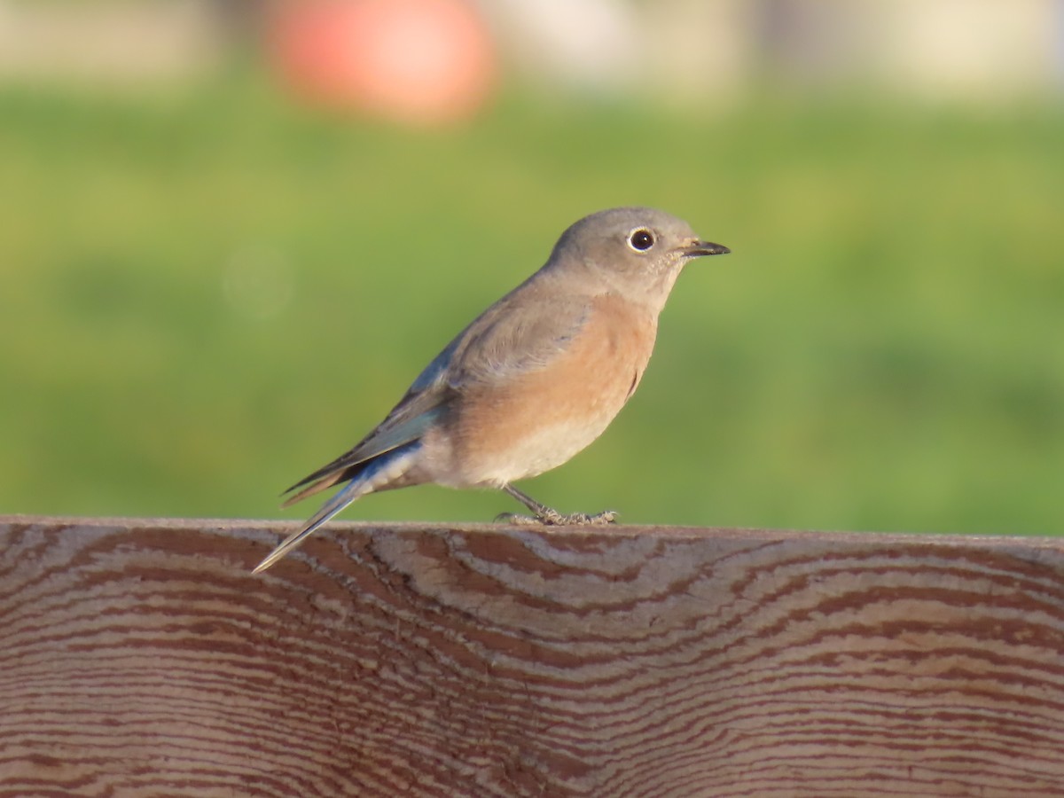 Western Bluebird - ML624687899