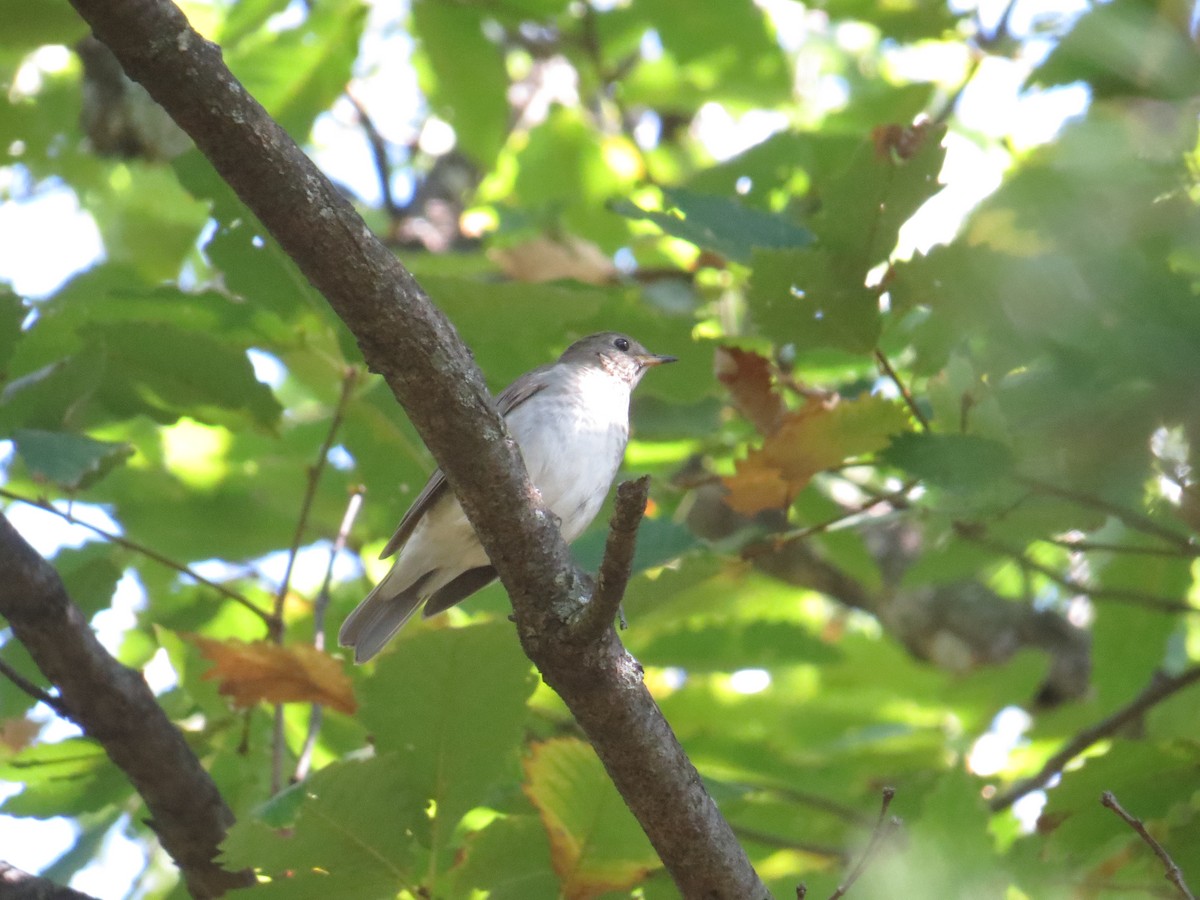 Gray-cheeked Thrush - ML624688518