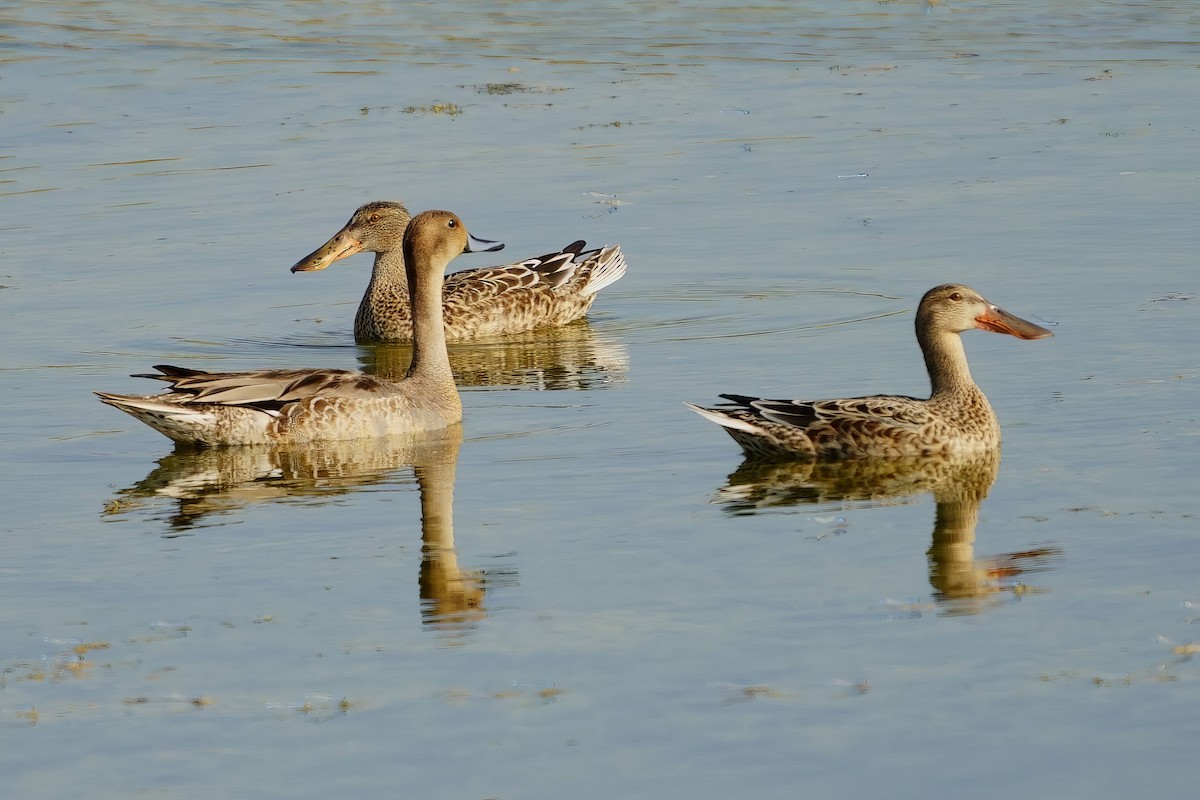 Northern Pintail - ML624688525