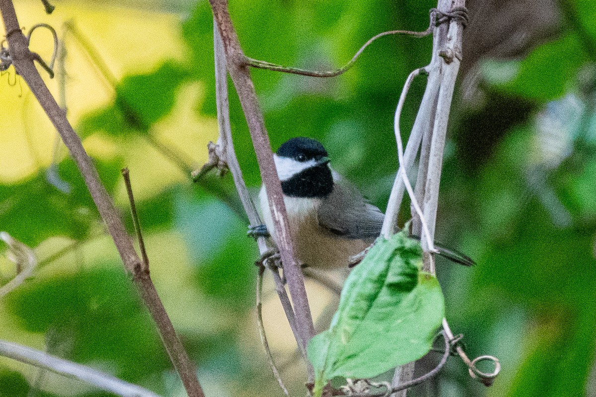 Carolina Chickadee - ML624688570