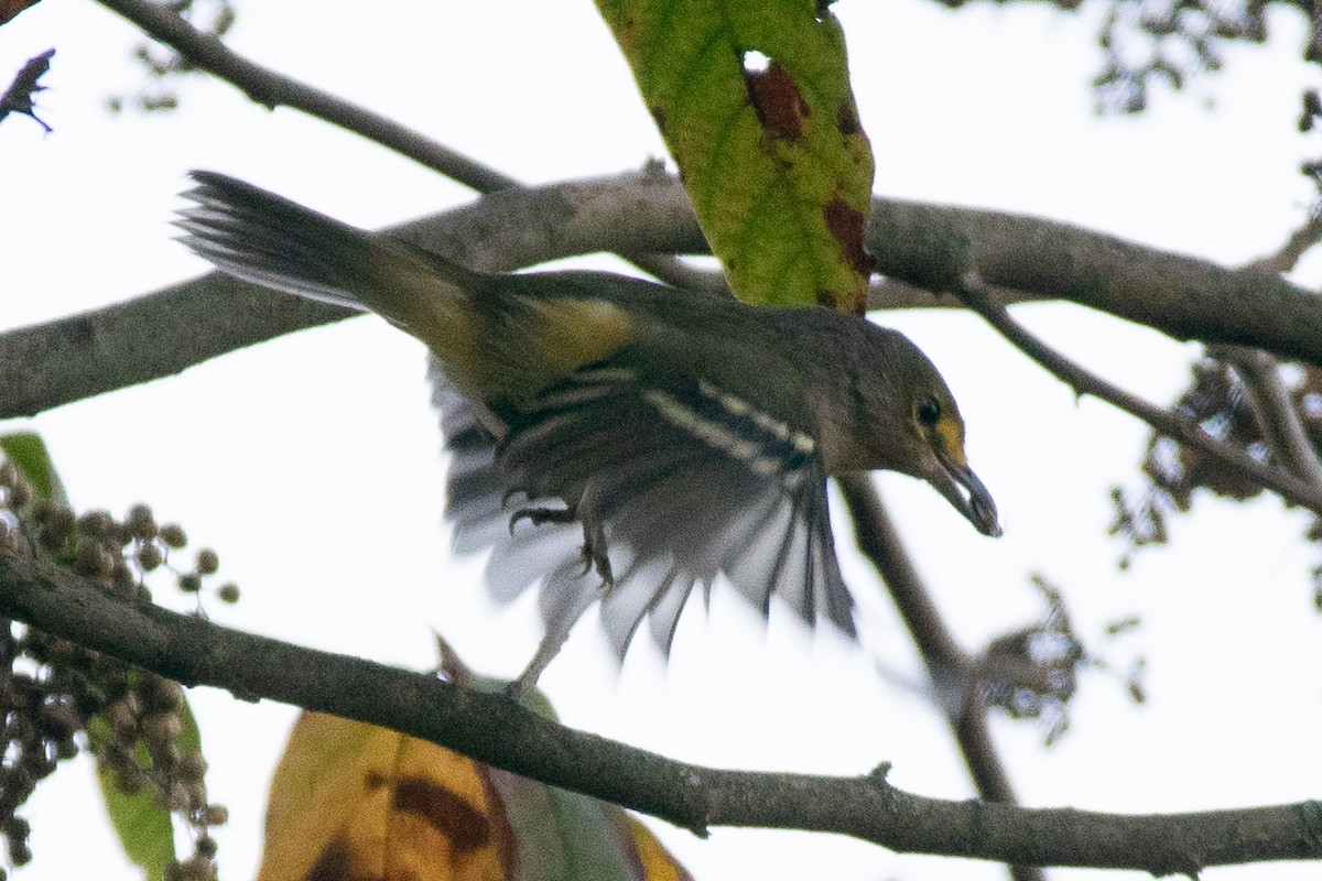 Magnolia Warbler - ML624688588
