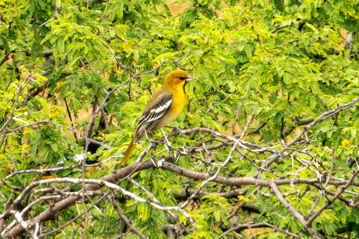 Black-backed Oriole - ML624688704