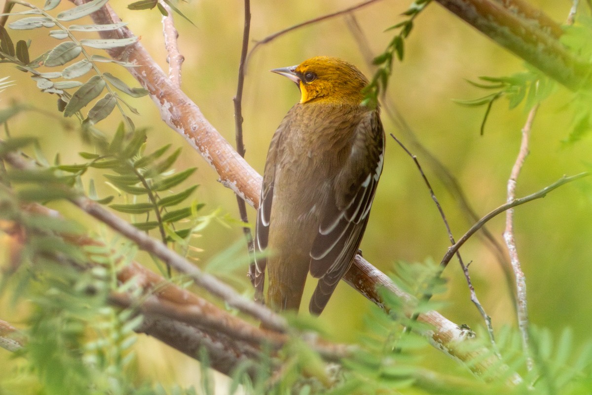 Black-backed Oriole - ML624688705