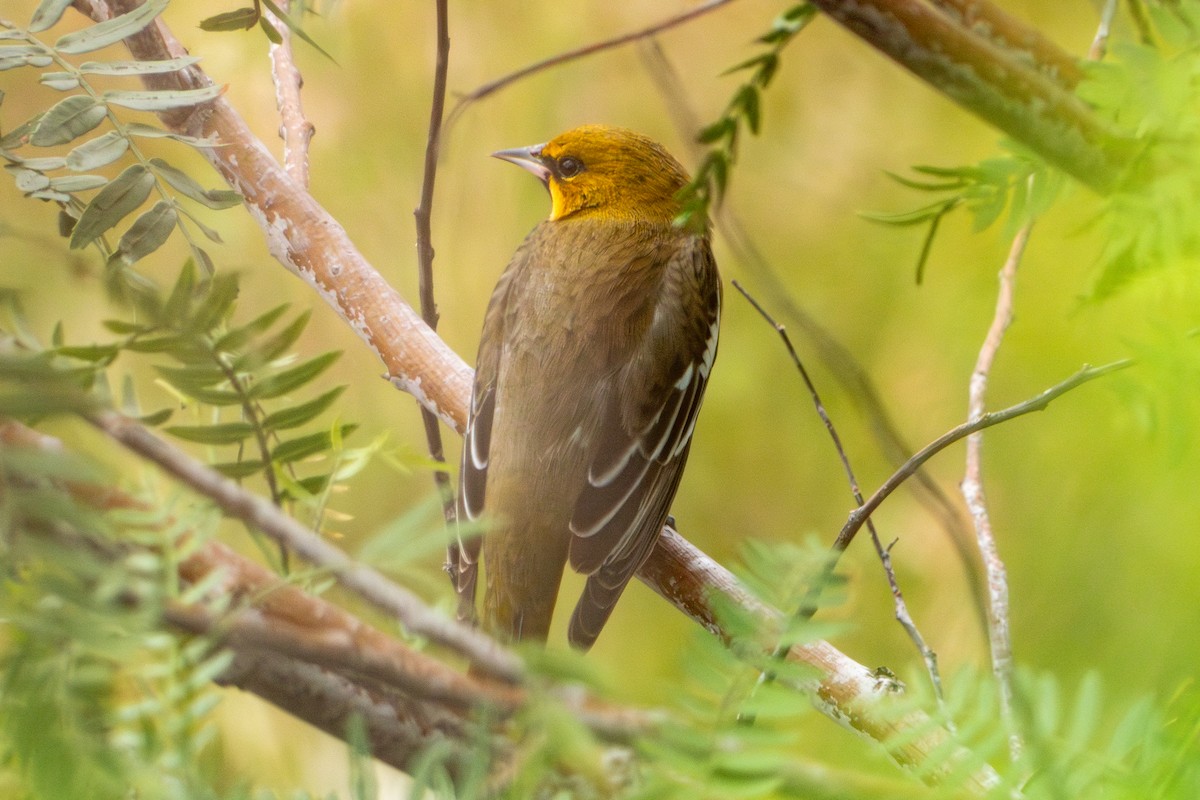 Black-backed Oriole - ML624688706