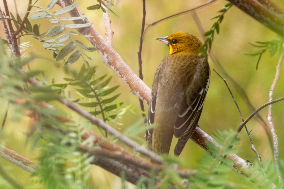 Black-backed Oriole - ML624688707