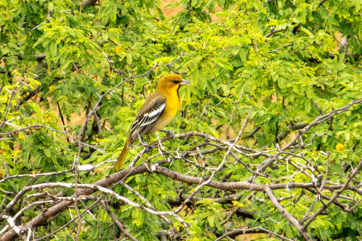 Black-backed Oriole - ML624688708