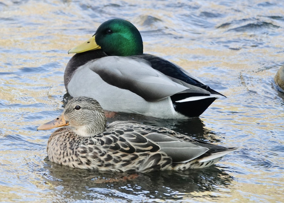 Mallard - ML624688793