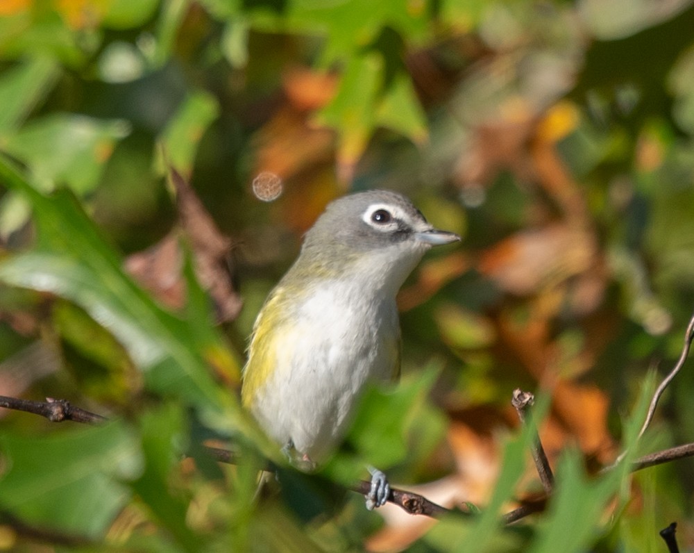 Blue-headed Vireo - ML624689139