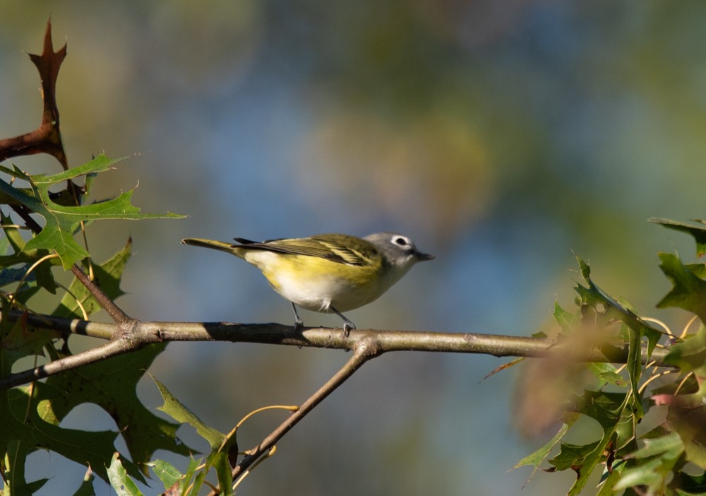 Blue-headed Vireo - ML624689140