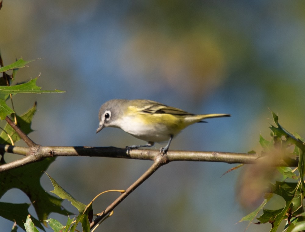 Blue-headed Vireo - ML624689141