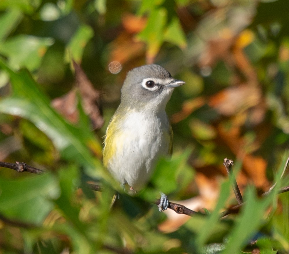 Blue-headed Vireo - ML624689142