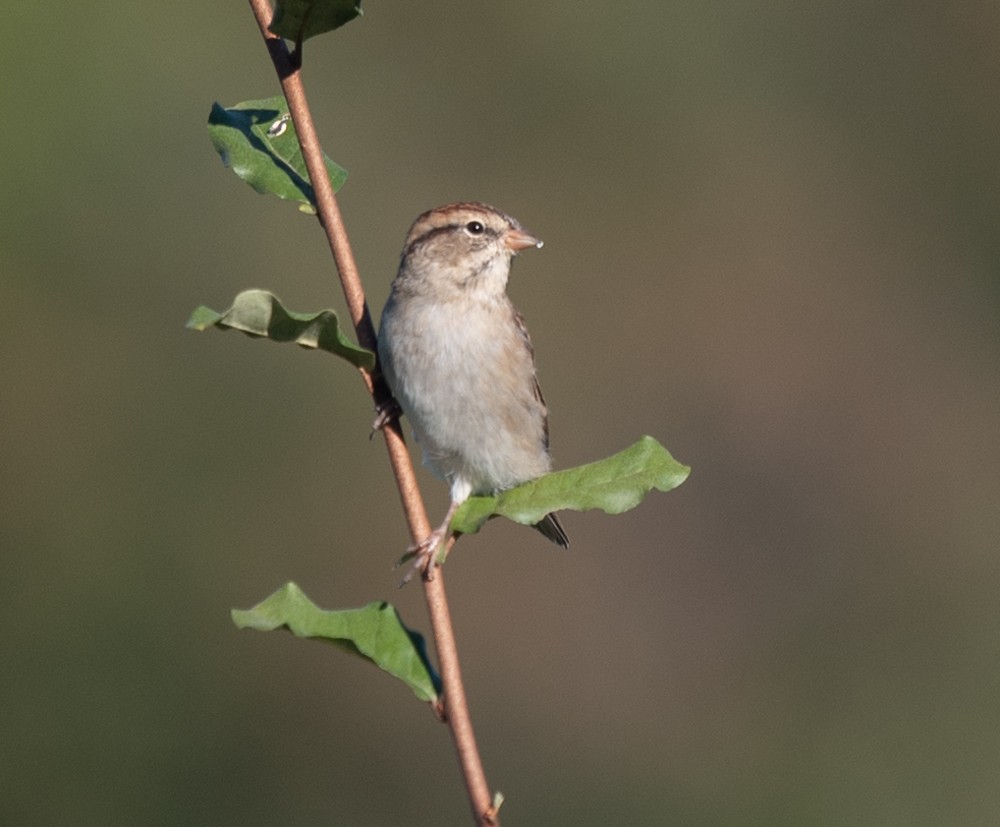 Chipping Sparrow - ML624689267