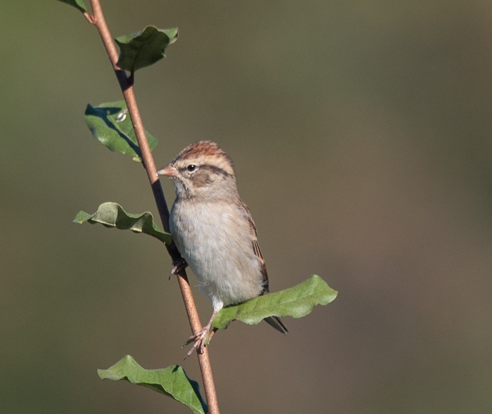 Chipping Sparrow - ML624689268