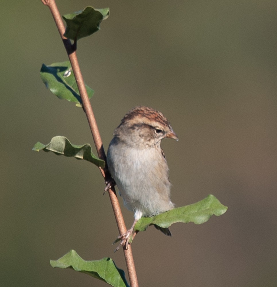 Chipping Sparrow - ML624689269