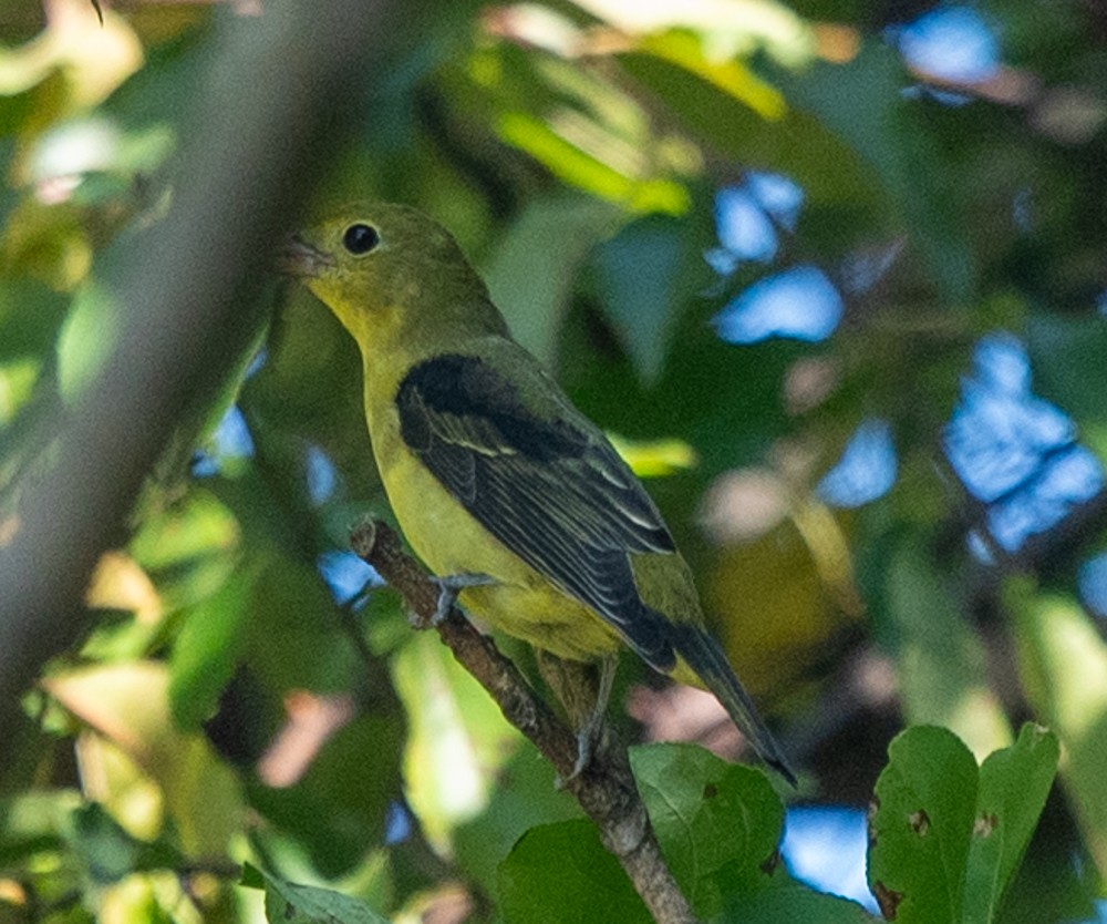 Scarlet Tanager - Clive Harris