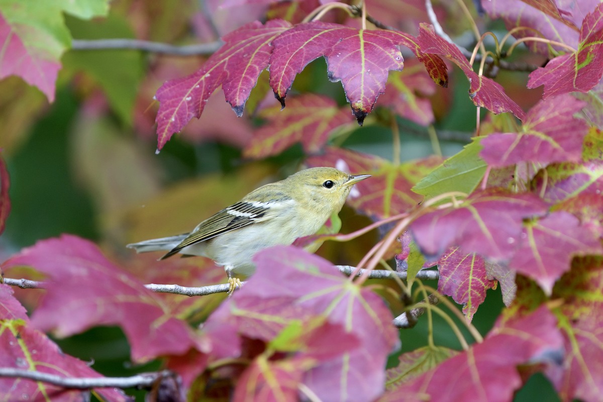 Blackpoll Warbler - ML624689381