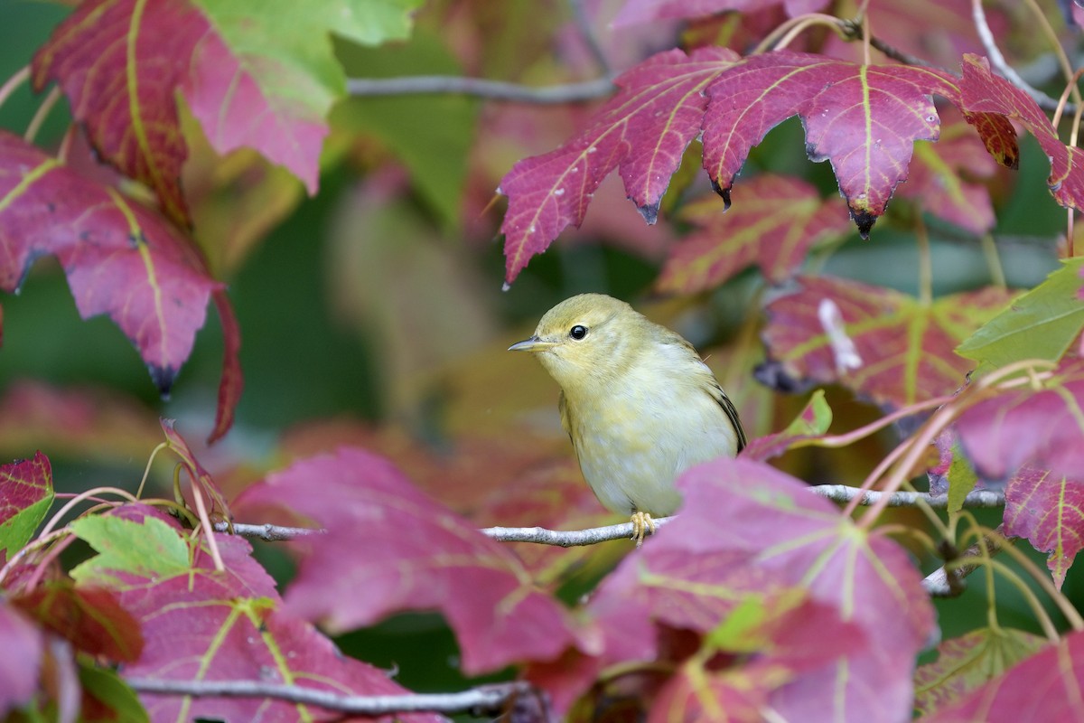Blackpoll Warbler - ML624689382