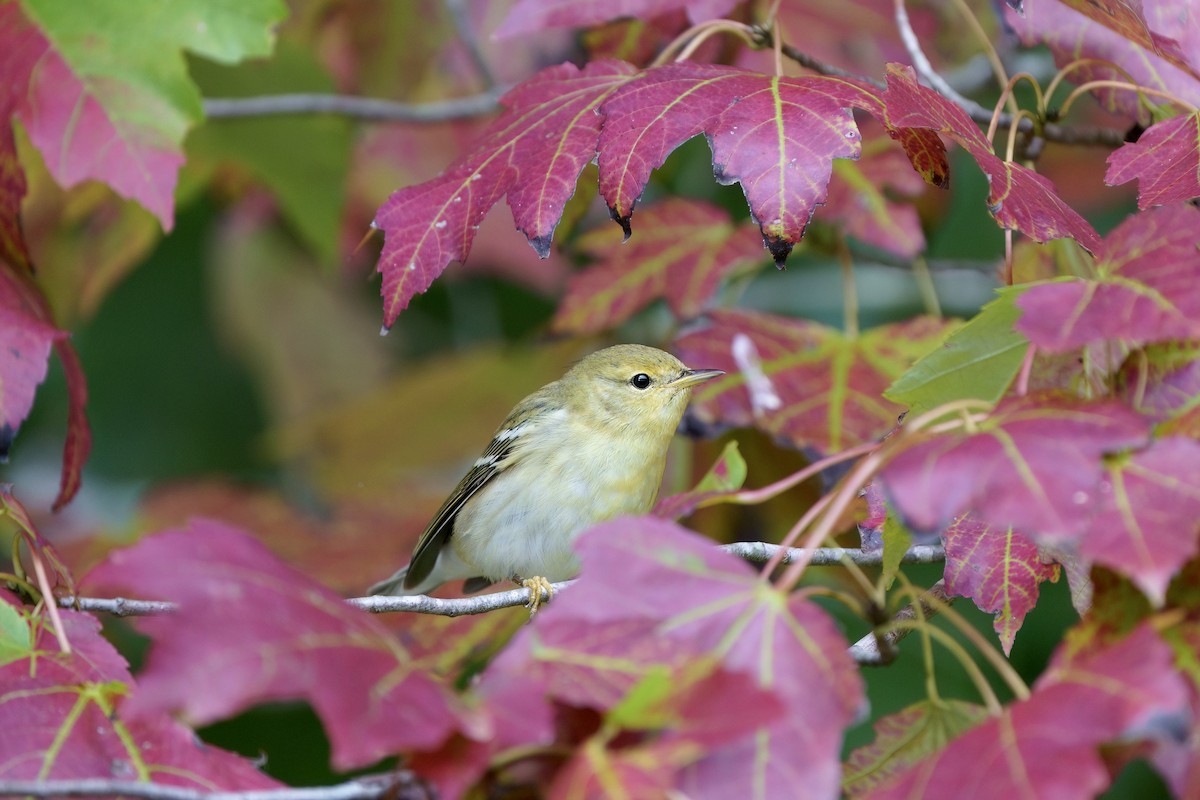 Blackpoll Warbler - ML624689383