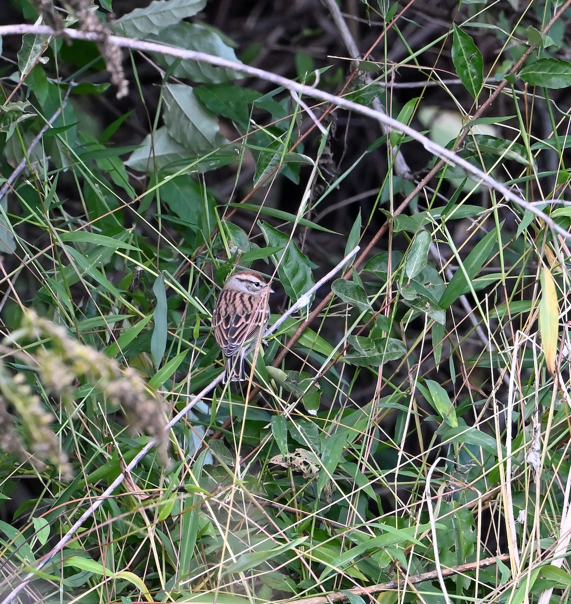 Chipping Sparrow - ML624689417