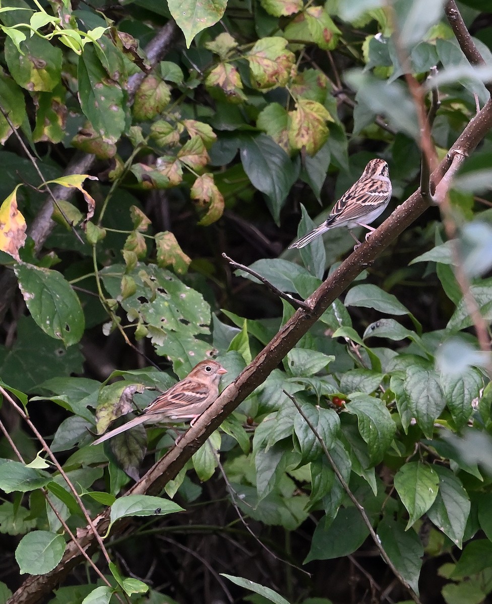 Field Sparrow - ML624689436