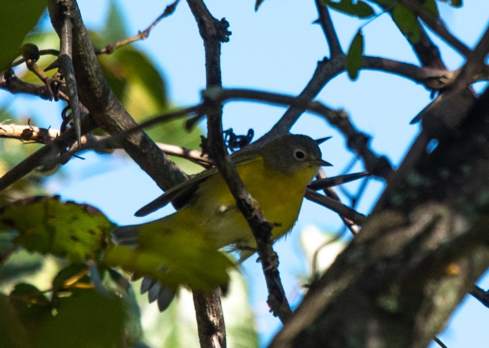 Nashville Warbler - ML624689471