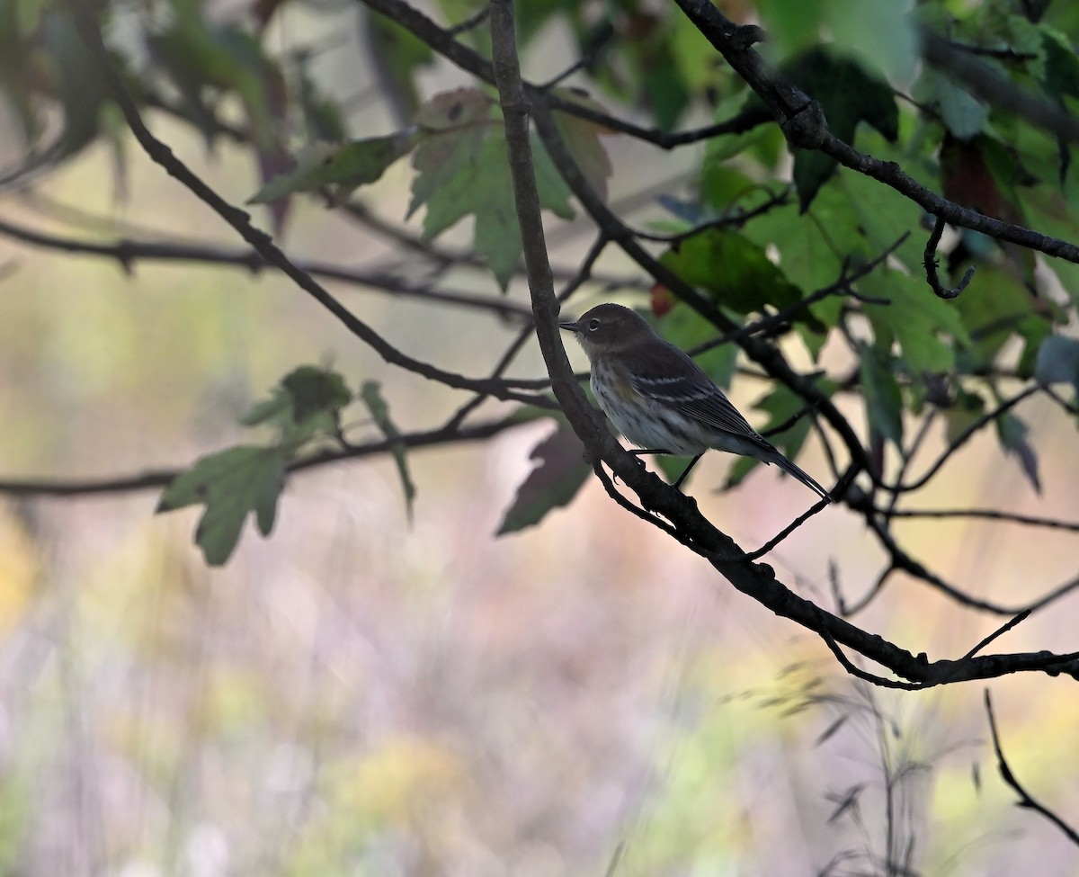 Yellow-rumped Warbler - ML624689531