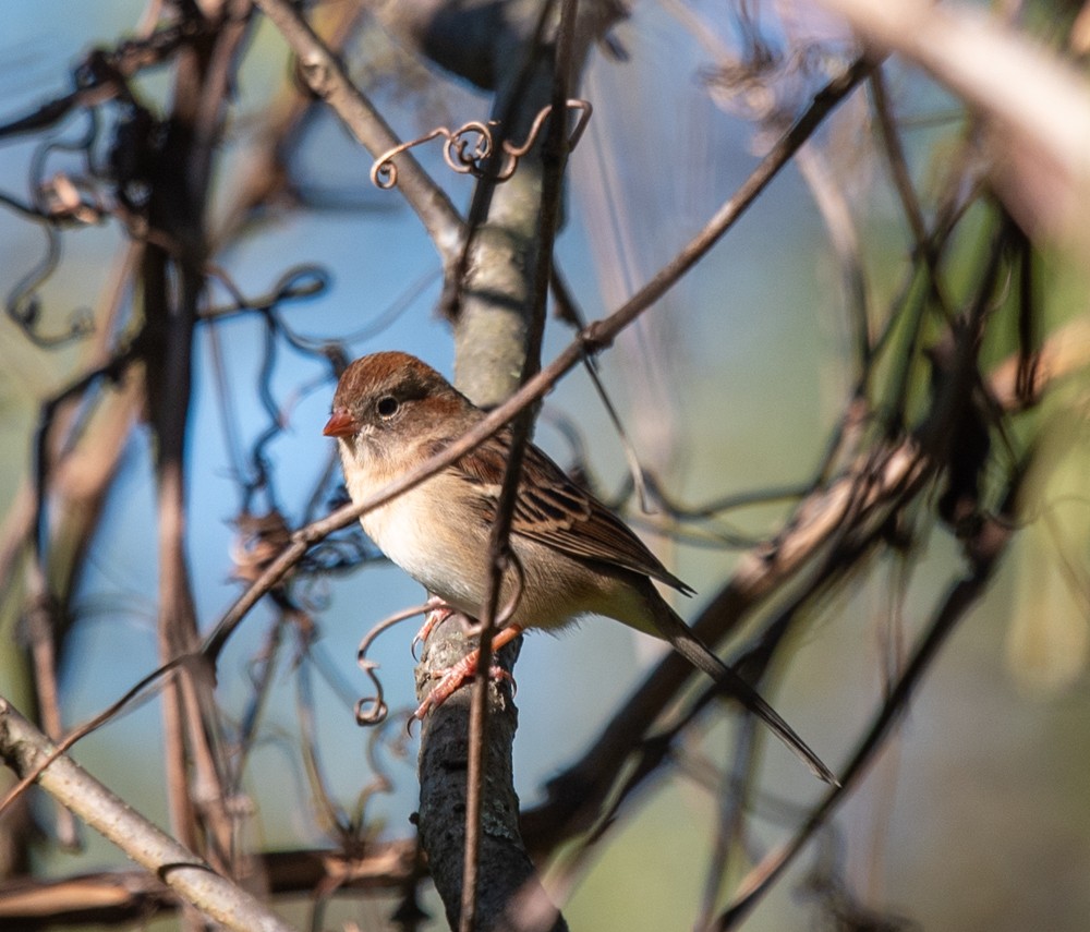 Field Sparrow - ML624689541