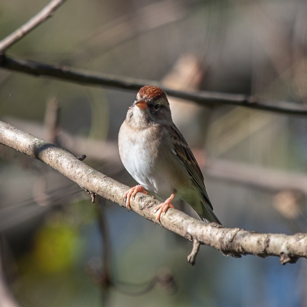 Chipping Sparrow - ML624689574