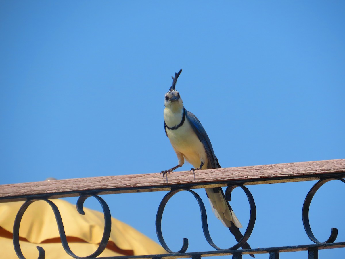 White-throated Magpie-Jay - Héctor Manuel Bonilla Lomelí