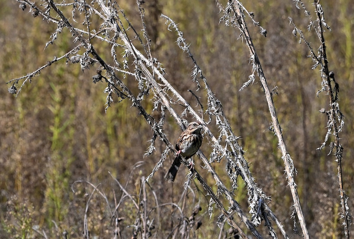 Song Sparrow - ML624689689