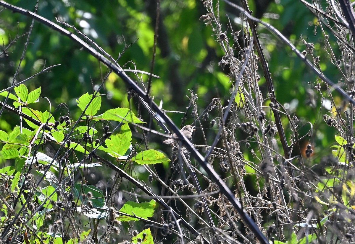 House Wren - ML624689855