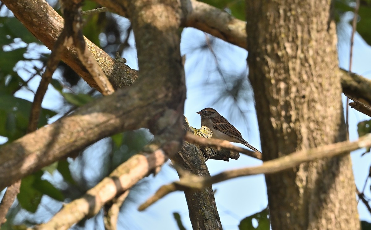 Field Sparrow - ML624689972