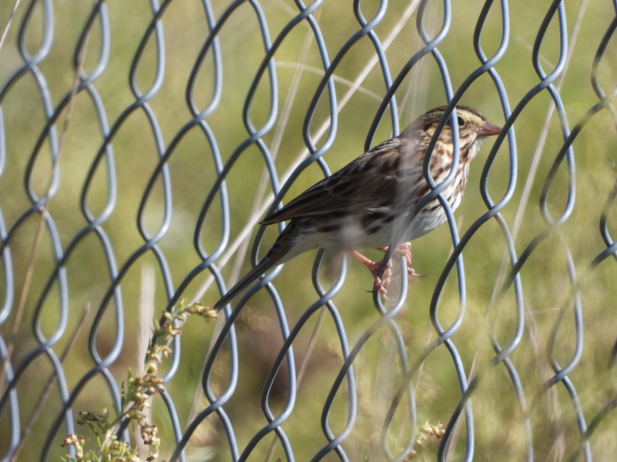 Savannah Sparrow - ML624689986