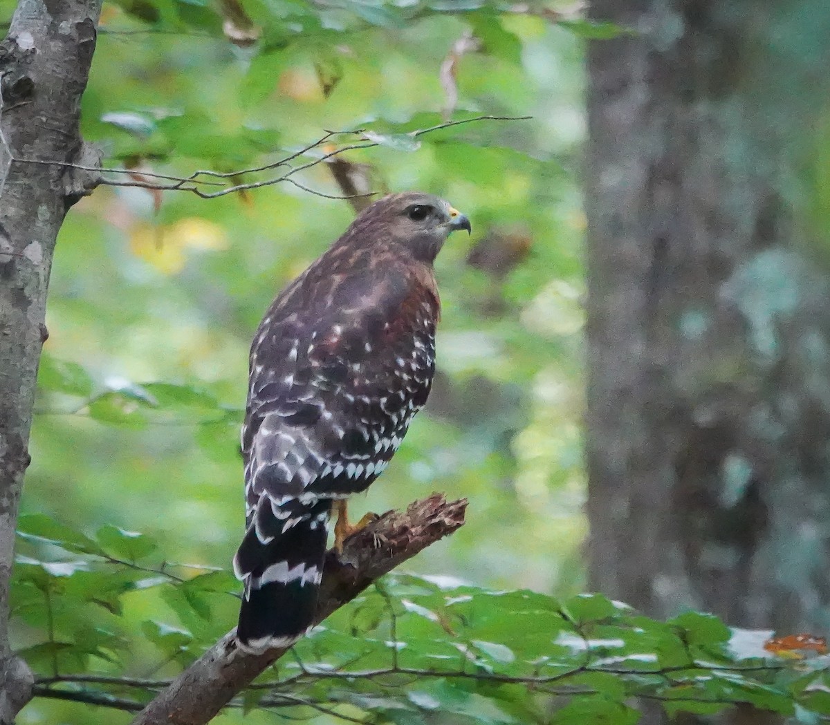 Red-shouldered Hawk - ML624689995