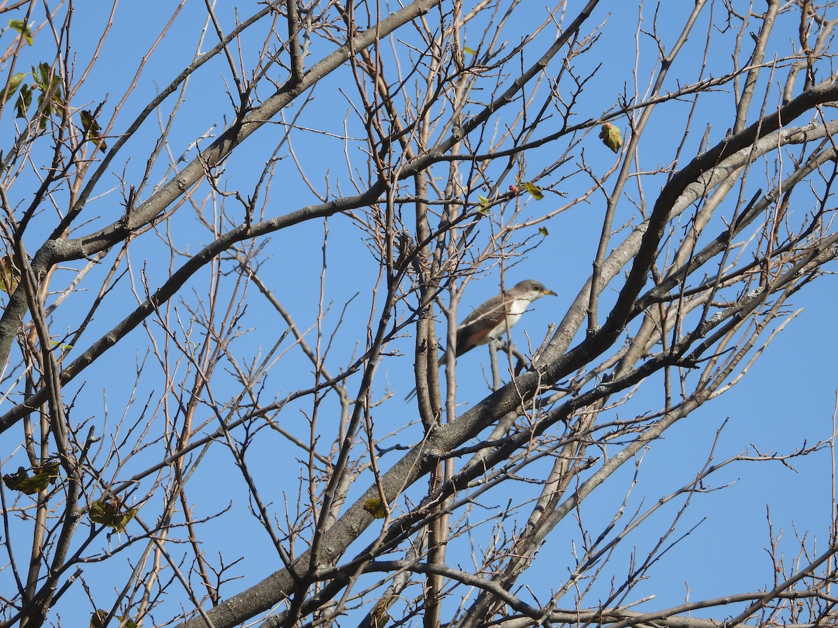 Yellow-billed Cuckoo - ML624689996