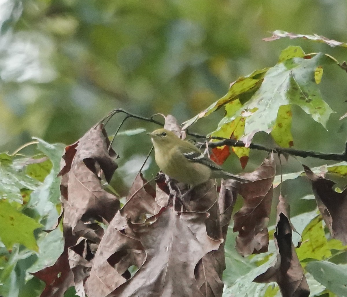 Bay-breasted Warbler - ML624690021