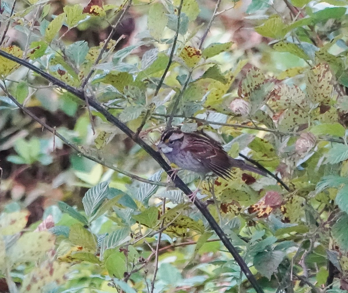 White-throated Sparrow - ML624690040