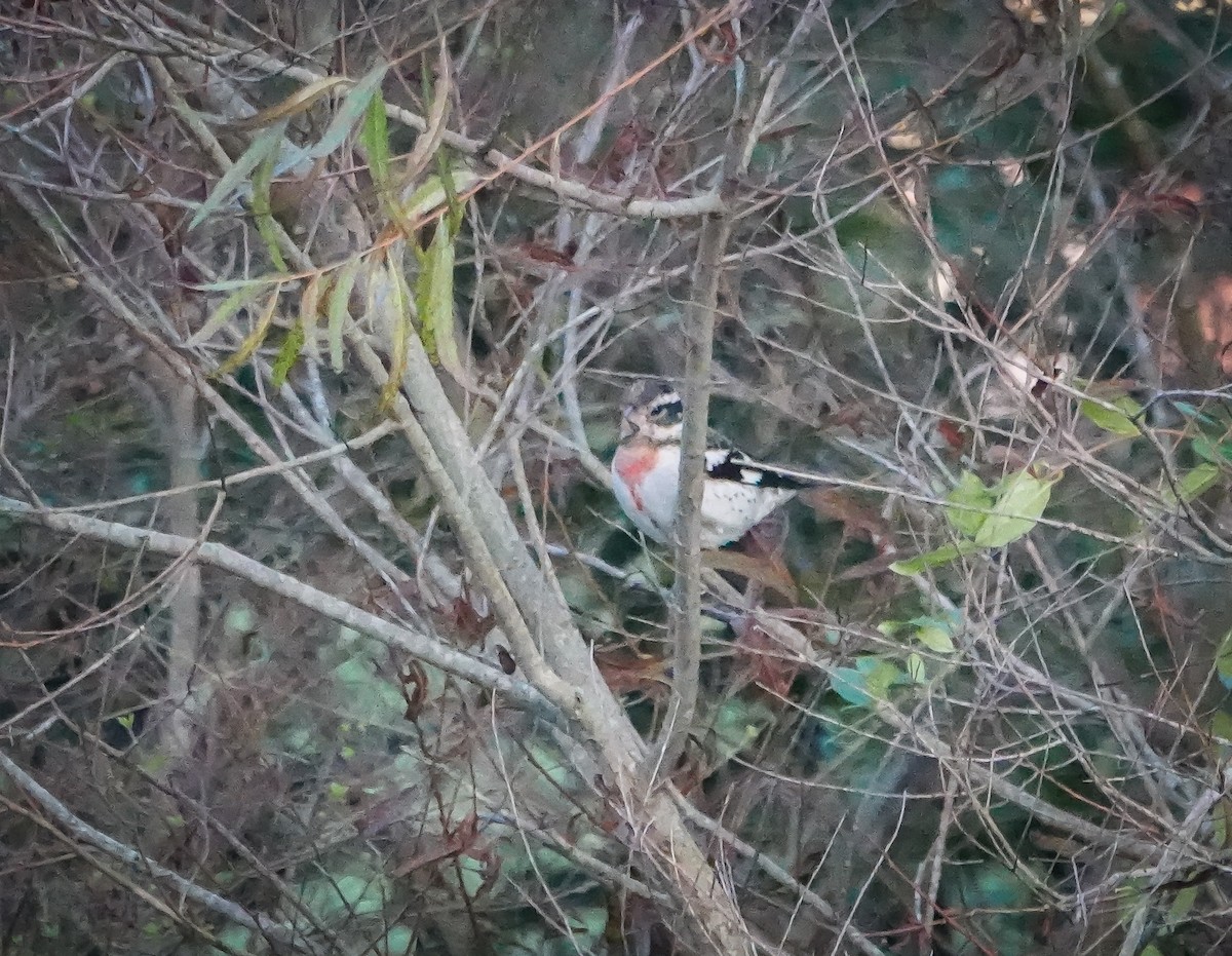 Rose-breasted Grosbeak - ML624690043