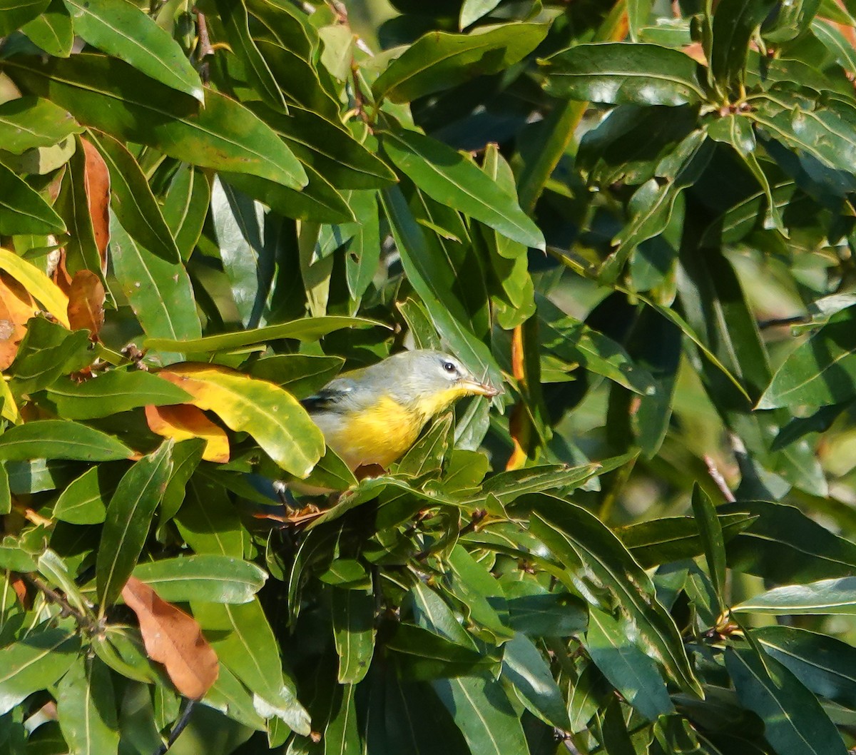 Northern Parula - ML624690050