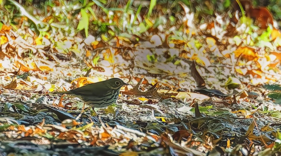 Ovenbird - Becki Guy