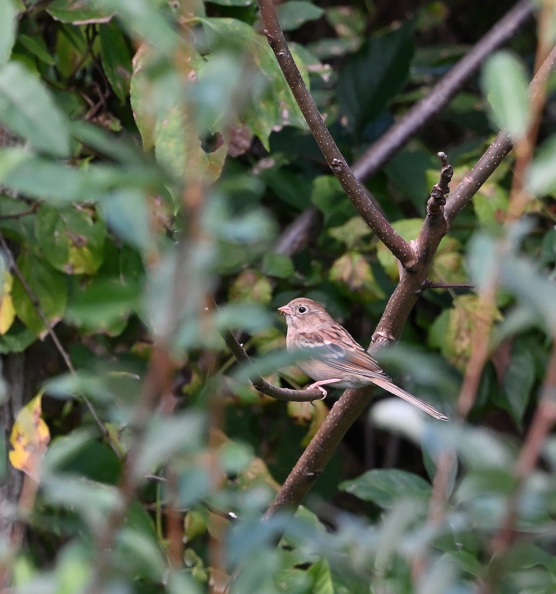 Field Sparrow - ML624690115