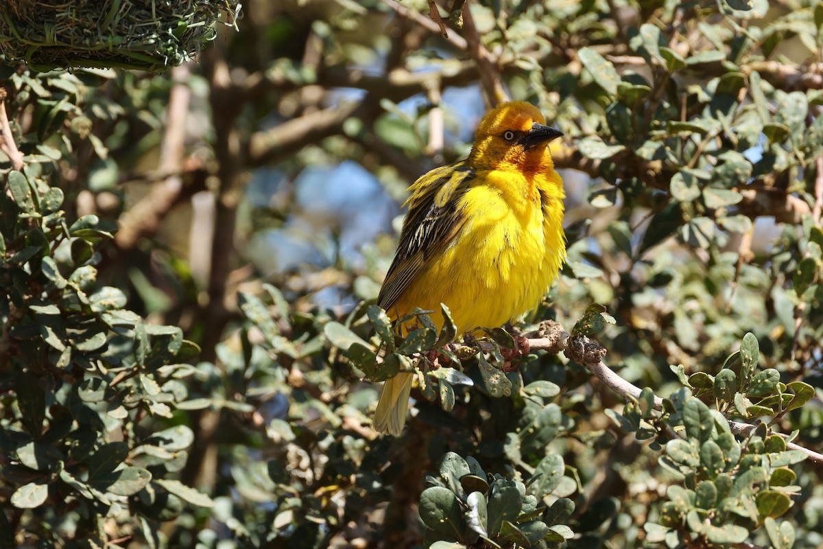 Cape Weaver - ML624690204