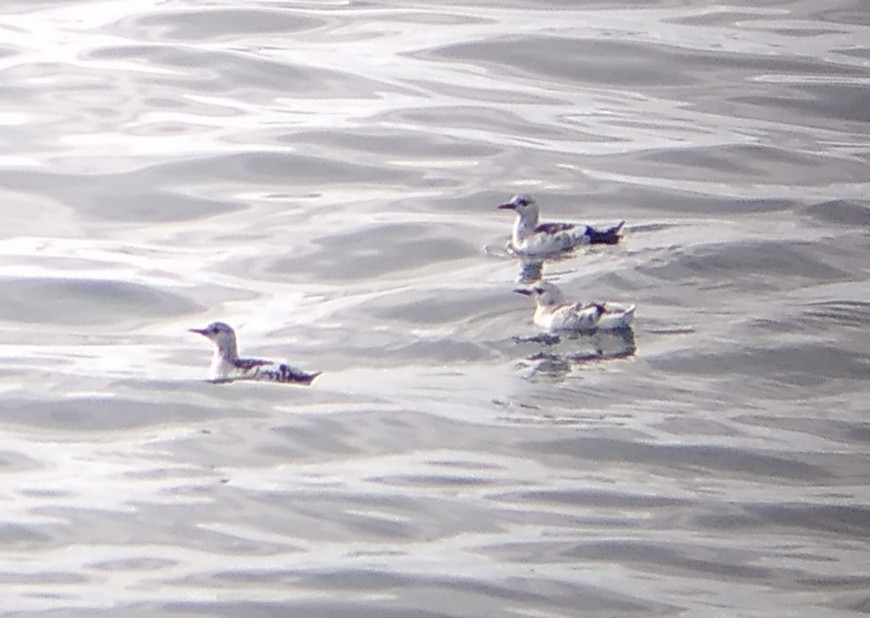 Black Guillemot - ML624690226