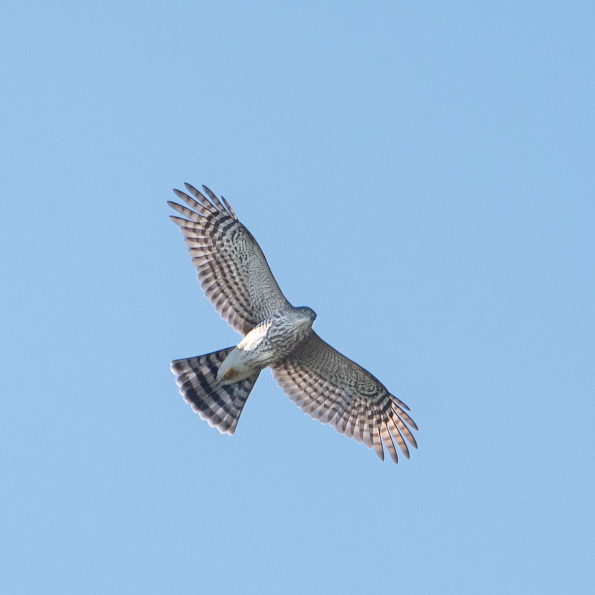 Cooper's Hawk - ML624690234