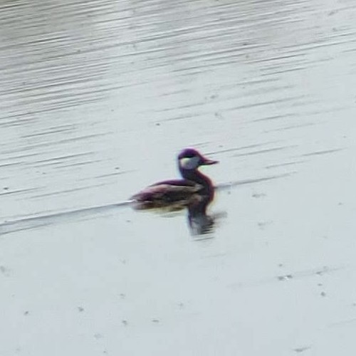 Ruddy Duck - ML624690235