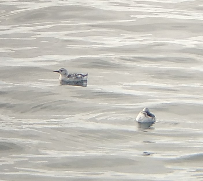 Black Guillemot - ML624690248